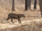 Tiger crossing safari trail  at Tadoba Tiger reserve Maharashtra,India