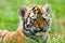 tiger cub pictures