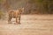 Tiger cub in a beautiful golden light in the nature habitat of Ranthambhore National Park