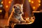 tiger cub playing a small piano and being admired for its talent.