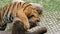 Tiger cub plays on a wooden log in a tiger zoo