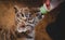 Tiger cub is sung from a baby`s nipple with milk. Predator feeding