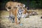 Tiger cubs and lion cubs play in the zoo. 1