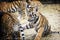 Tiger cubs and lion cubs play in the zoo.