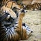 Tiger cubs and lion cubs play in the zoo. 4