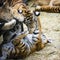 Tiger cubs and lion cubs play in the zoo. 5