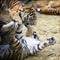 Tiger cubs and lion cubs play in the zoo. 6