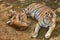 Tiger cubs with mother