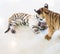 Tiger cubs playing