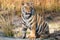 Tiger cun in south africa
