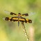 Tiger dragon fly resting on a branch