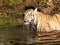 Tiger Drinking in the River
