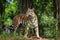 Tiger eating a chunk of meat