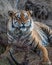 Tiger eating in game reserve in south africa