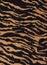 Tiger fabric textile texture