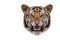 Tiger face on white background.