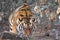 A tiger on a fallen tree against the backdrop of autumn wilted plants, a tiger sniffs and looks at you