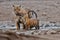 Tiger family in a beautiful light in the nature habitat of Ranthambhore National Park