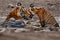 Tiger family in a beautiful light in the nature habitat of Ranthambhore National Park