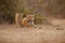 Tiger family in a beautiful light in the nature habitat of Ranthambhore National Park