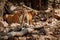 Tiger family in a beautiful light in the nature habitat of Ranthambhore National Park