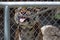 Tiger feeding. Captive Tiger behind a fence eating meat off a fork fed by a keeper