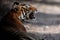 Tiger female in a beautiful light in the nature habitat of Ranthambhore National Park