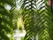 Tiger fern, LOMARIOPSIDACEAE, Nephrolepis sp. cultivar Planted in ornamental plants by garden, hanging potted plants. Nephrolepis