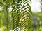 Tiger fern, LOMARIOPSIDACEAE, Nephrolepis sp. cultivar Planted in ornamental plants by garden, hanging potted plants. Nephrolepis