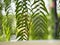 Tiger fern, LOMARIOPSIDACEAE, Nephrolepis sp. cultivar Planted in ornamental plants by garden, hanging potted plants. Nephrolepis