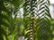 Tiger fern, LOMARIOPSIDACEAE, Nephrolepis sp. cultivar Planted in ornamental plants by garden, hanging potted plants. Nephrolepis