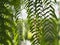 Tiger fern, LOMARIOPSIDACEAE, Nephrolepis sp. cultivar Planted in ornamental plants by garden, hanging potted plants. Nephrolepis