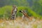 Tiger fight in green white cotton grass. Dangerous animal, taiga, Russia. Big cat sitting in environment. Two wild cat play in