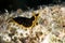 Tiger flatworm (pseudoceros cf. dimidiatus)
