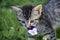 Tiger Flower: Kitten is No Shrinking Violet