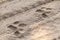 Tiger footprints in Kaziranga National Park, Ind