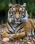 Tiger - Formal Portrait