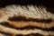 Tiger fur closeup