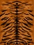 Tiger fur texture sketch vector