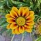 tiger gazania flower, floral background