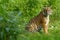 A tiger in green looks straight at the camera