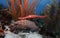 Tiger grouper & trumpet fish