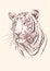Tiger hand drawn