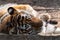 Tiger head close-up, peacefully sleeping on sand