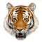 Tiger head hand draw and paint color isolated illustration