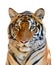 Tiger head isolated