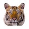 Tiger head white background
