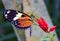 Tiger Heliconian butterfly sitting on a flower