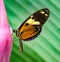 Tiger Heliconian butterfly sitting on a flower