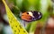 Tiger Heliconian butterfly sitting on a leaf